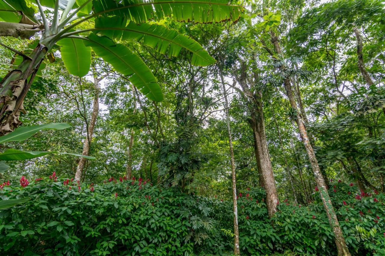Ara Ambigua Lodge Sarapiquí Dış mekan fotoğraf
