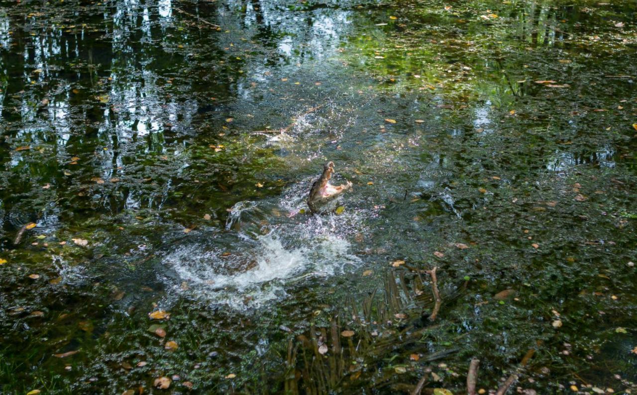 Ara Ambigua Lodge Sarapiquí Dış mekan fotoğraf