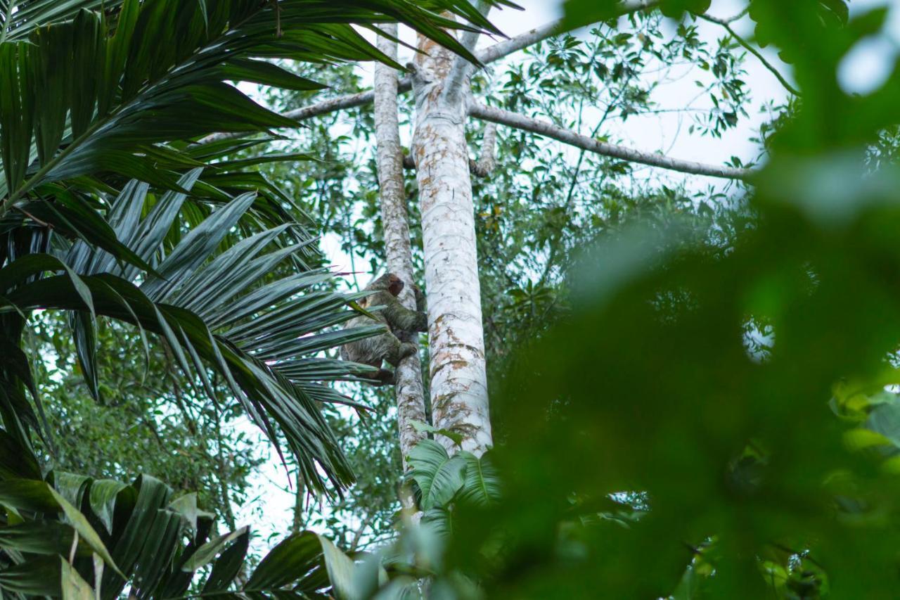 Ara Ambigua Lodge Sarapiquí Dış mekan fotoğraf