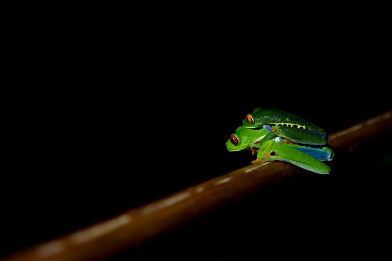 Ara Ambigua Lodge Sarapiquí Dış mekan fotoğraf